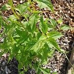 Ageratina altissima Yaprak