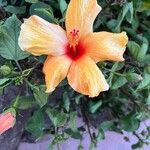 Hibiscus spp.Λουλούδι