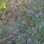 Melinis minutiflora Habitat