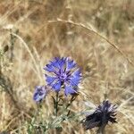 Centaurea cyanusBlüte