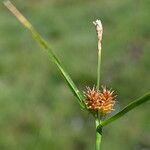 Carex lepidocarpa Fleur
