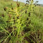 Bulbine abyssinica Hábito