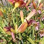 Hemerocallis minor Цветок