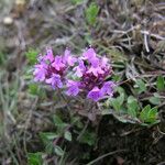 Thymus linearis Habit