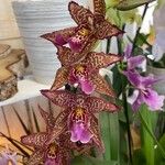 Zygopetalum maculatum Flower