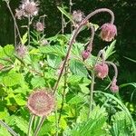 Geum × intermedium Kwiat