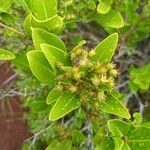 Cloezia floribunda Φύλλο