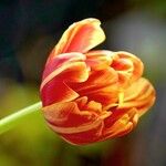 Tulipa grengiolensis Flower