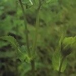 Cirsium oleraceum অভ্যাস