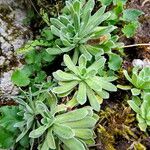 Saxifraga hostii Leaf