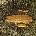 Macoubea guianensis Други