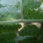 Microlepia speluncae Leaf