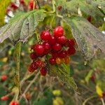 Viburnum trilobumMeyve