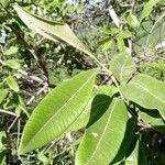 Ozoroa insignis Leaf