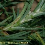 Polycnemum majus Mosusu