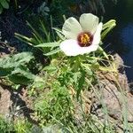 Hibiscus trionum Blomst