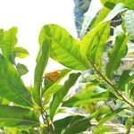 Pouteria caimito Leaf