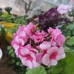 Pelargonium × hybridumFlower