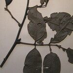 Ormosia costulata Nyingine