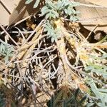 Astragalus cephalanthus Bark