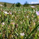 Gypsophila muralis Libunga