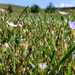 Gypsophila muralis Pokrój