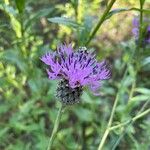 Centaurea scabiosaFlor