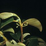 Coussapoa asperifolia Cvet