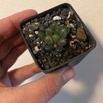 Haworthia cooperi Hoja