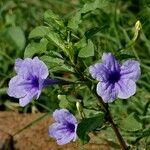 Ruellia tuberosa फूल