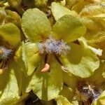 Verbascum speciosum Flower
