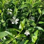 Vinca difformis Flors