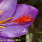 Crocus ligusticus 花