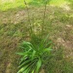 Plantago lanceolata Blomst