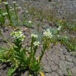 Draba incana Blüte