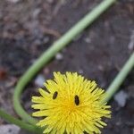 Taraxacum campylodes Žiedas