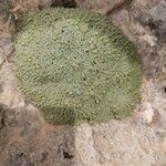 Arenaria alfacarensis Φύλλο