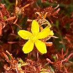 Hypericum triquetrifolium Flower