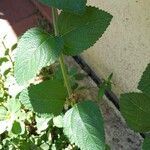 Lippia alba Leaf