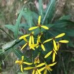 Senecio ovatus Flower