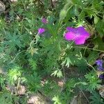 Geranium sanguineum Muu