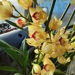 Cymbidium devonianum Цветок