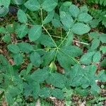 Euphorbia carniolica Folha