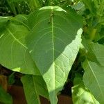 Nicotiana tabacum Blad