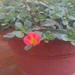 Portulaca oleracea花