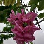 Robinia hispida 花