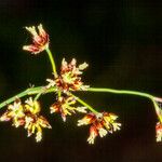 Luzula alpinopilosa Flor