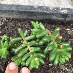 Sedum × rubrotinctum List