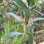 Acacia retinodes 叶