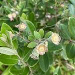 Rhodomyrtus tomentosa Leaf